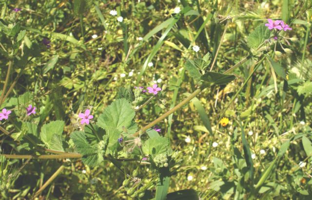 Erodium sp.